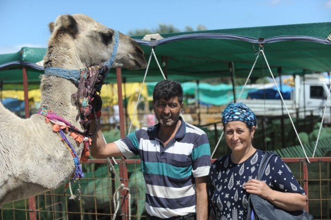 700 kiloluk kurbanlık deve alıcısını bekliyor