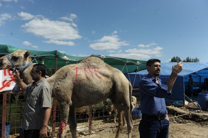 700 kiloluk kurbanlık deve alıcısını bekliyor