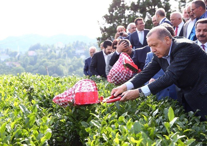 Cumhurbaşkanı Erdoğan Çay Bahçesine Girdi, Çay Kesti