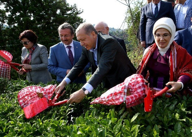 Cumhurbaşkanı Erdoğan Çay Bahçesine Girdi, Çay Kesti