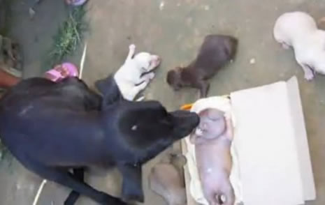 Köpek insana benzer yavru doğurdu galerisi resim 1