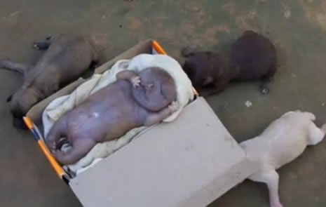 Köpek insana benzer yavru doğurdu galerisi resim 2