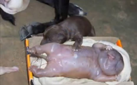 Köpek insana benzer yavru doğurdu galerisi resim 3