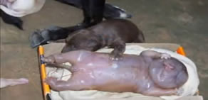 Köpek insana benzer yavru doğurdu