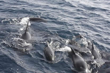 Cebelitarık'taki Orkalar galerisi resim 1