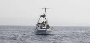 Cebelitarık'taki Orkalar