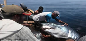 Dev balıklar böyle avlanıyor!