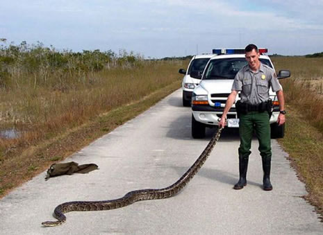 Dev yılanın içinden çıkan şoke etti galerisi resim 1