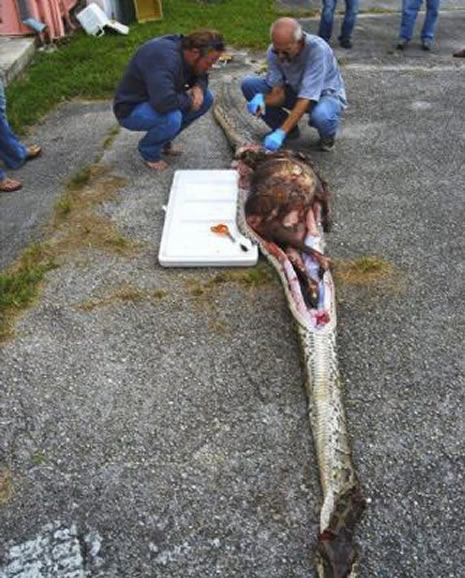 Dev yılanın içinden çıkan şoke etti galerisi resim 2