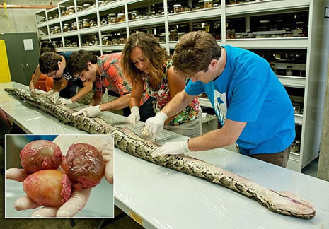 Dev yılanın içinden çıkan şoke etti galerisi resim 3