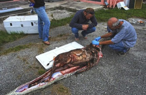 Dev yılanın içinden çıkan şoke etti galerisi resim 5