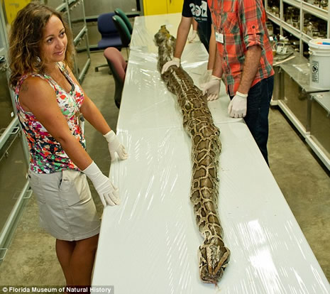 Dev yılanın içinden çıkan şoke etti galerisi resim 6