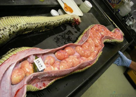 Dev yılanın içinden çıkan şoke etti galerisi resim 7