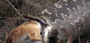 Dev yılanın içinden çıkan şoke etti