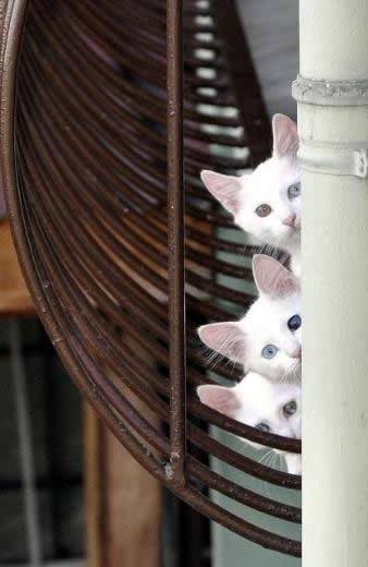 Haftanın seçilmiş fotoğrafları galerisi resim 8