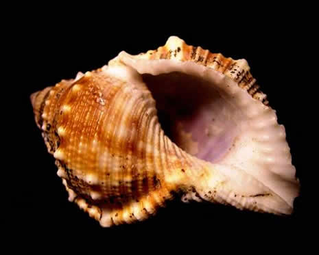 Bilmediğimiz tuhaf bilgiler galerisi resim 4