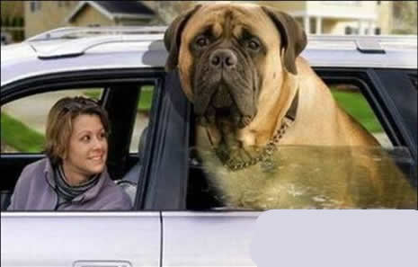 En büyük köpekler galerisi resim 1