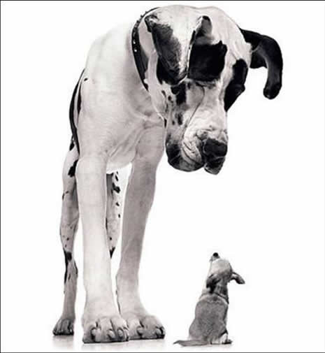 En büyük köpekler galerisi resim 3