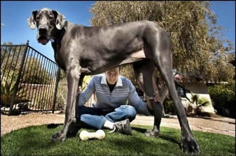 En büyük köpekler