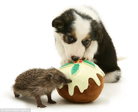 Noel için poz verdiler galerisi resim 1