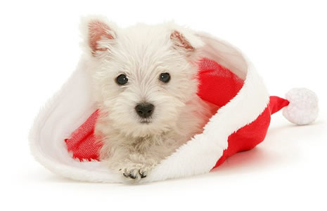 Noel için poz verdiler galerisi resim 3