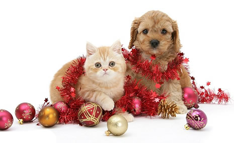 Noel için poz verdiler galerisi resim 4