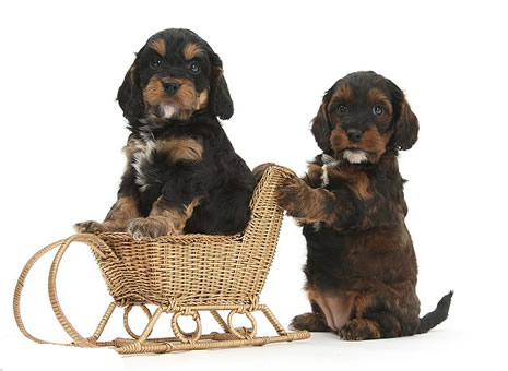 Noel için poz verdiler galerisi resim 5