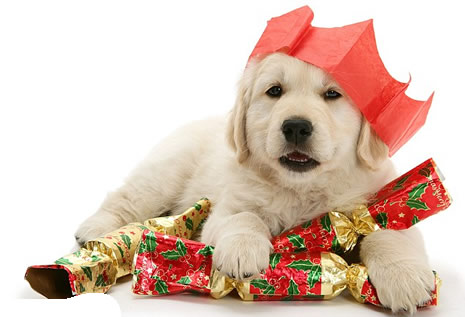 Noel için poz verdiler galerisi resim 6