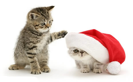 Noel için poz verdiler galerisi resim 7