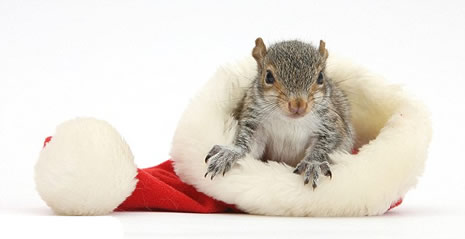 Noel için poz verdiler galerisi resim 9