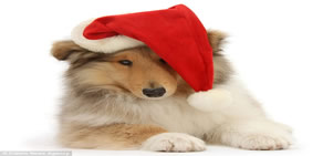 Noel için poz verdiler