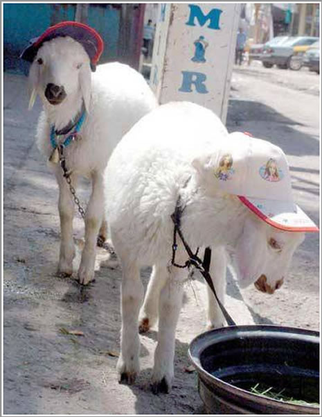 İlginç ve güldüren görüntüler galerisi resim 20