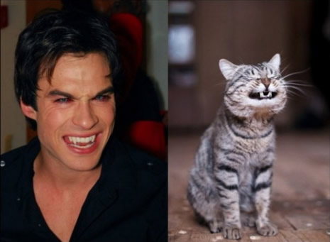 Kediler mi modeller mi? galerisi resim 10