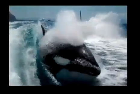 Katil, sudan füze gibi fırladı galerisi resim 10