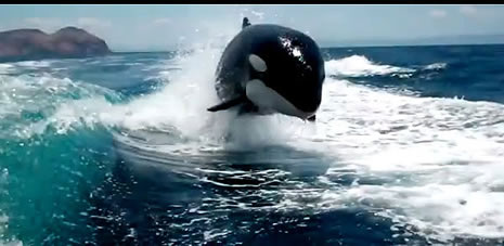 Katil, sudan füze gibi fırladı galerisi resim 4