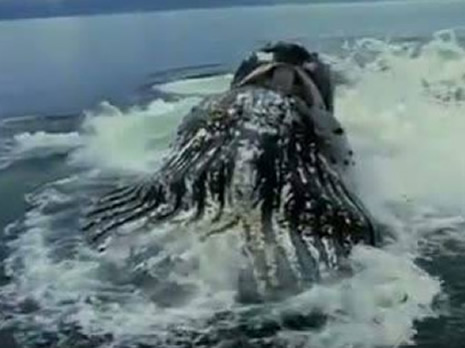 Katil, sudan füze gibi fırladı galerisi resim 8