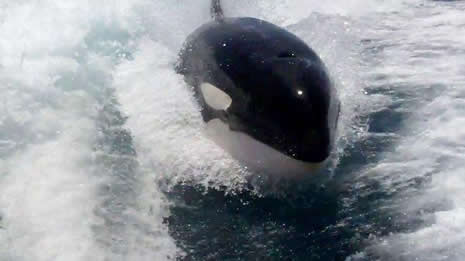 Katil, sudan füze gibi fırladı galerisi resim 9