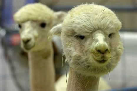 Bo fotoğraflar çok eğlenceli galerisi resim 13