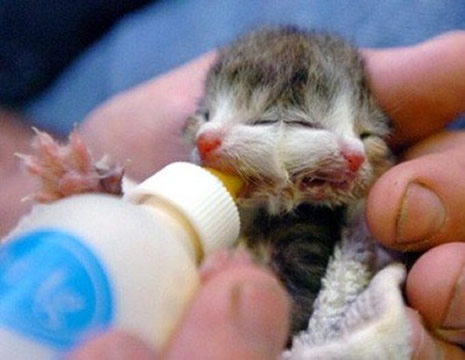 Çift başlı doğan hayvanlar galerisi resim 11