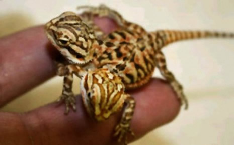 Çift başlı doğan hayvanlar galerisi resim 12