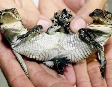 Çift başlı doğan hayvanlar galerisi resim 13