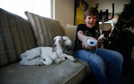 Çift başlı doğan hayvanlar galerisi resim 14