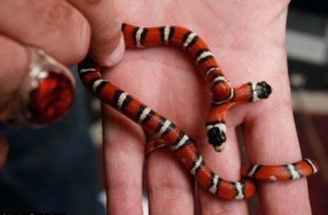 Çift başlı doğan hayvanlar galerisi resim 15