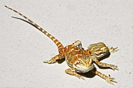 Çift başlı doğan hayvanlar galerisi resim 3