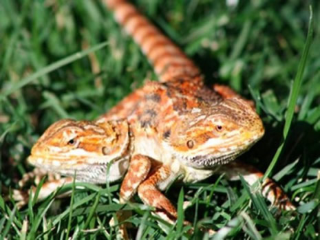 Çift başlı doğan hayvanlar galerisi resim 4