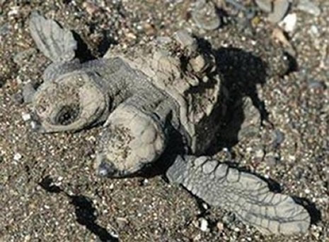 Çift başlı doğan hayvanlar galerisi resim 6