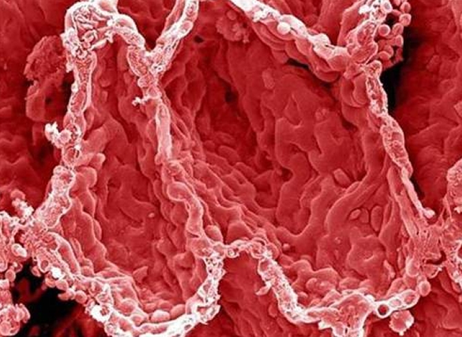 Vücudumuzdan 15 muhteşem görüntü galerisi resim 1