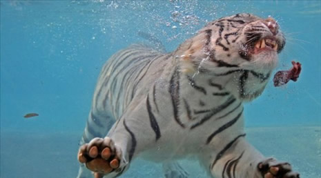 Su altında beslenme saati galerisi resim 12