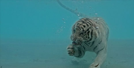 Su altında beslenme saati galerisi resim 7