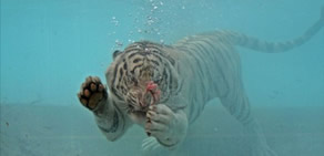 Su altında beslenme saati